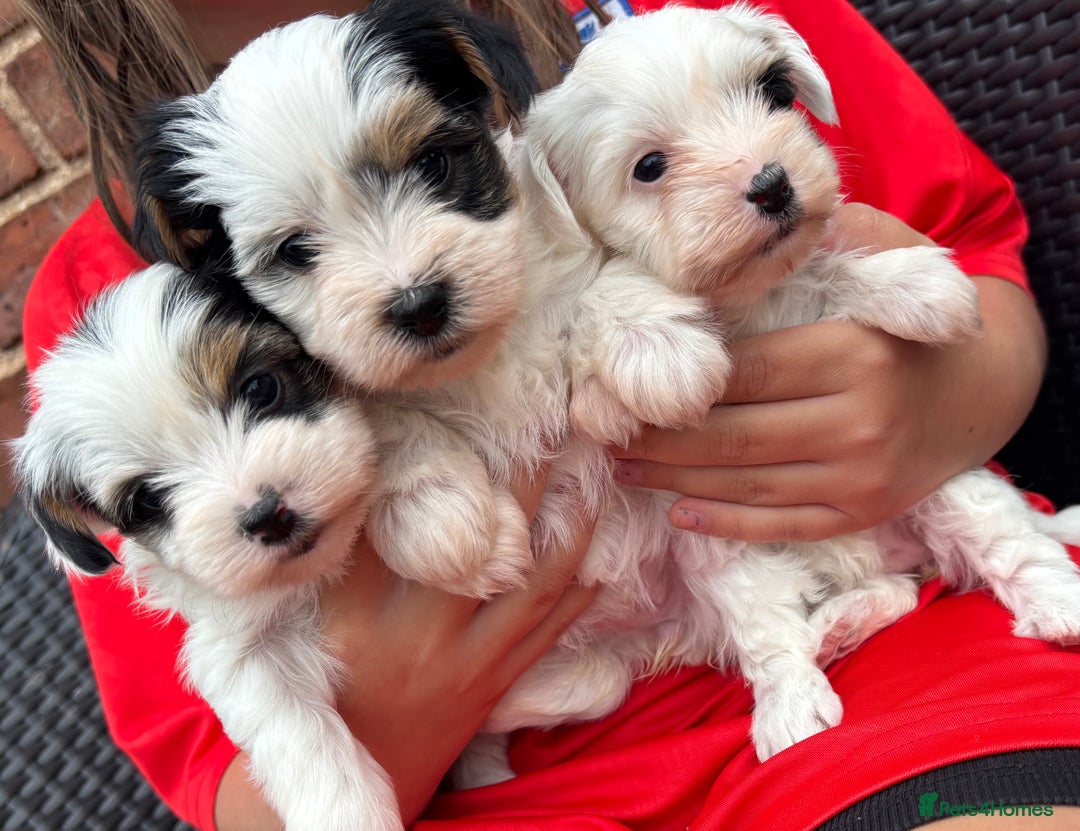 Biewer Terrier dogs for sale: Beautiful biewer terrier puppies 🩷 - Image 31