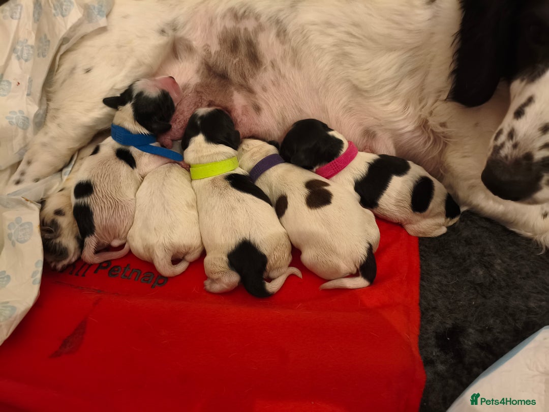 Mixed Breed dogs for sale: cocker spaniel x Bassett hound x Shichon pups) - Image 2