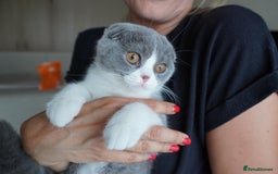 Scottish Fold cats for sale: ❣️LAST KITTEN❣️ in Corby - Image 1