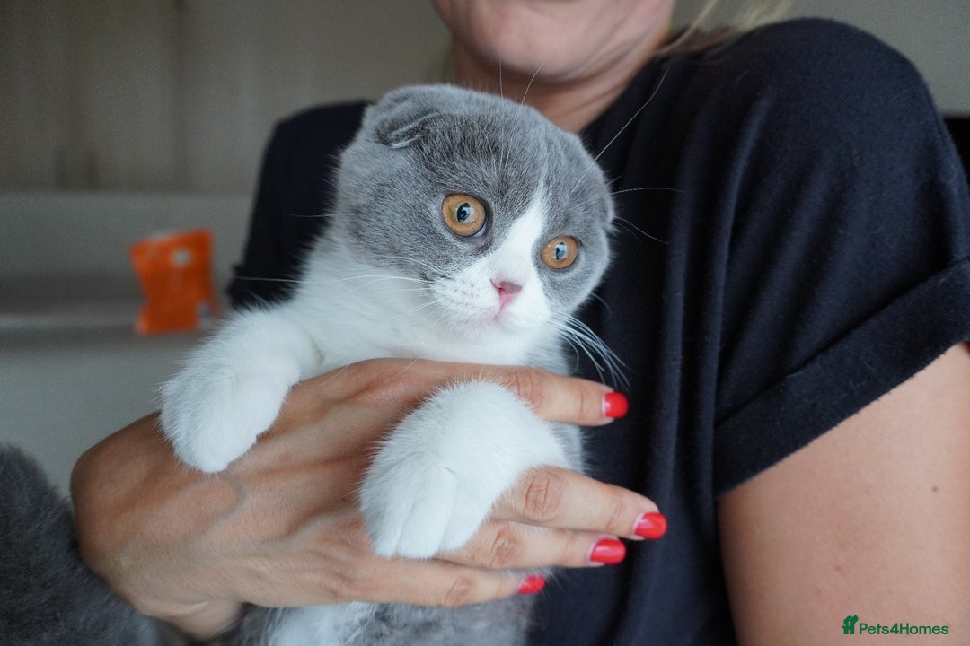 Scottish Fold cats for sale: ❣️LAST KITTEN❣️ in Corby - Image 1
