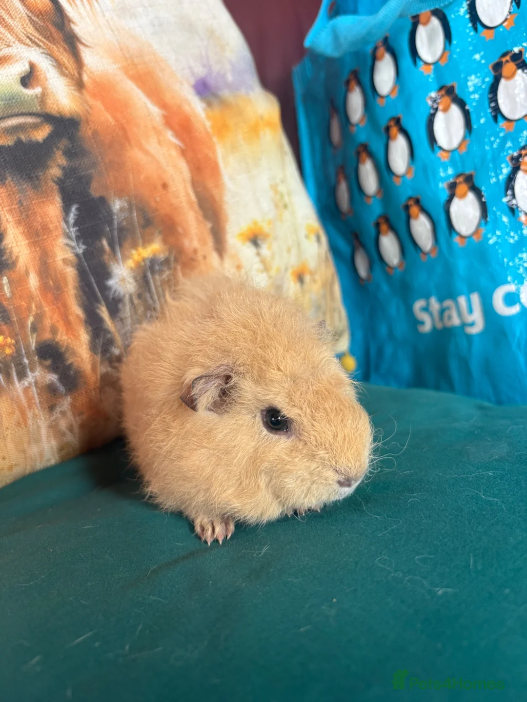 Guinea Pig rodents for sale: Two beautiful bonded sisters  - Advert 2