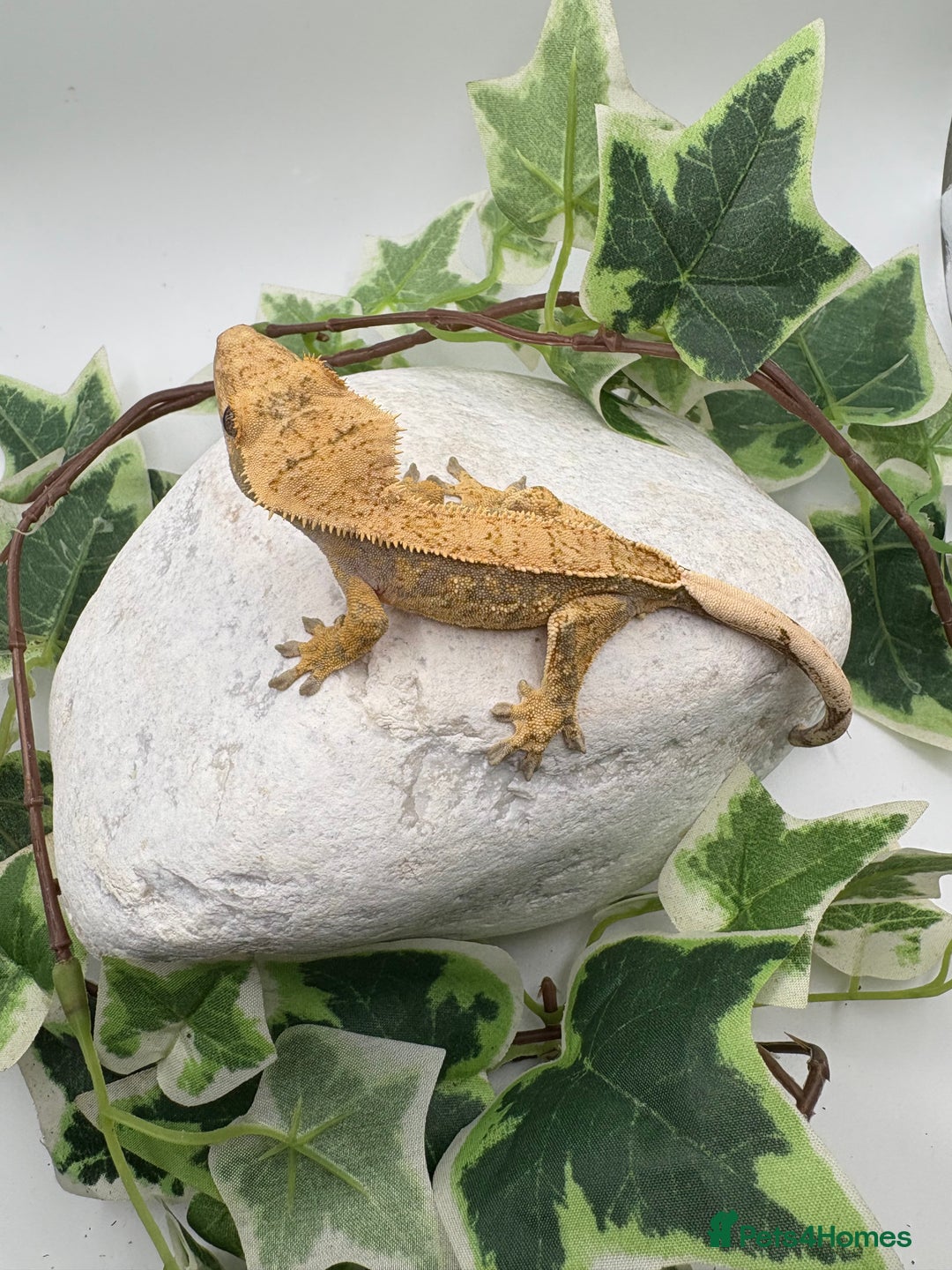 Gecko reptiles for sale: Extreme harliquin  - Image 3