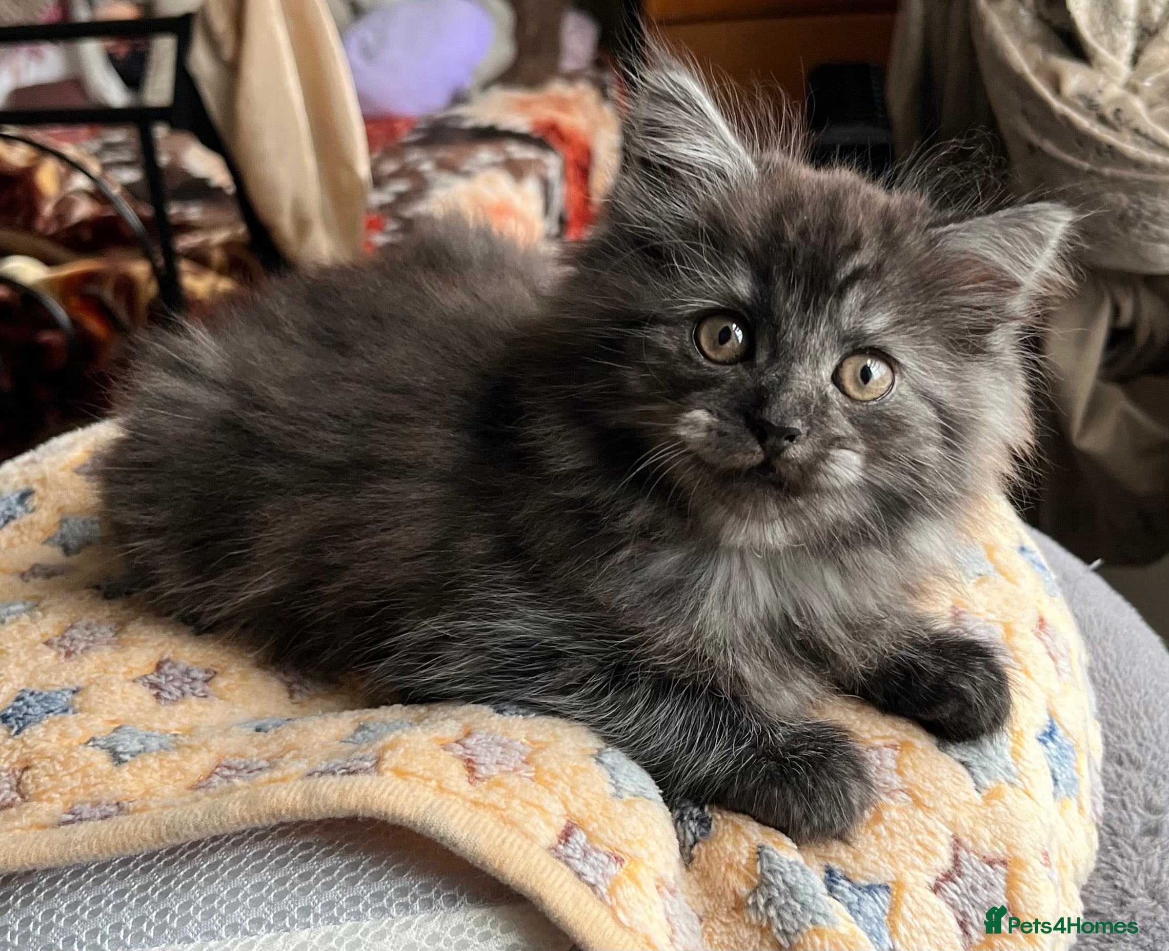 Mixed Breed cats for sale: 1 male Siberian Kittens for sale.  - Advert 2