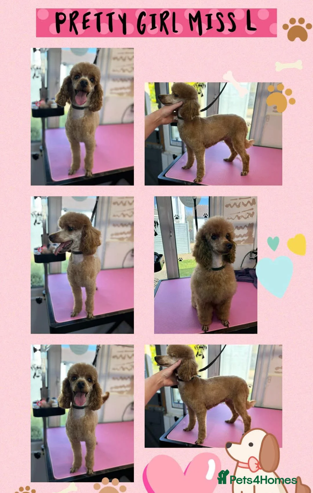 Miniature Poodle dogs for sale: Kennel club red Miniature poodle lady  - Advert 2