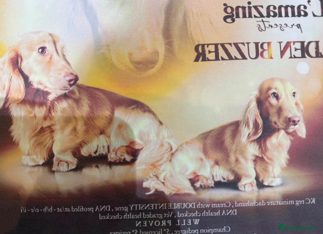Miniature Dachshund dogs for sale: Clear cream miniature dachshund puppies 🌟🌟🌟🌟🌟 in Sheffield - Advert 2