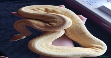 Python Snake reptiles - Advert 7