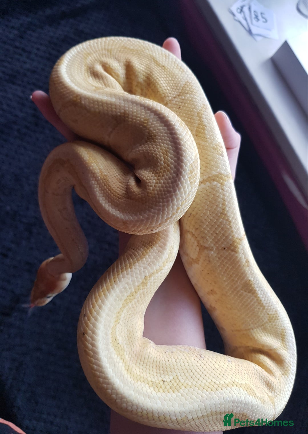 Python Snake reptiles for sale: Banana Pinstripe Ball Python + Enclosure - Image 3