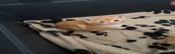 Domestic Shorthair cats for sale: Stunning ginger kittens  in Kinross - Advert 13