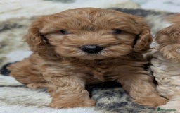 Cockapoo dogs for sale: Beautiful F1 Cockapoo puppies DNA clear - Image 8