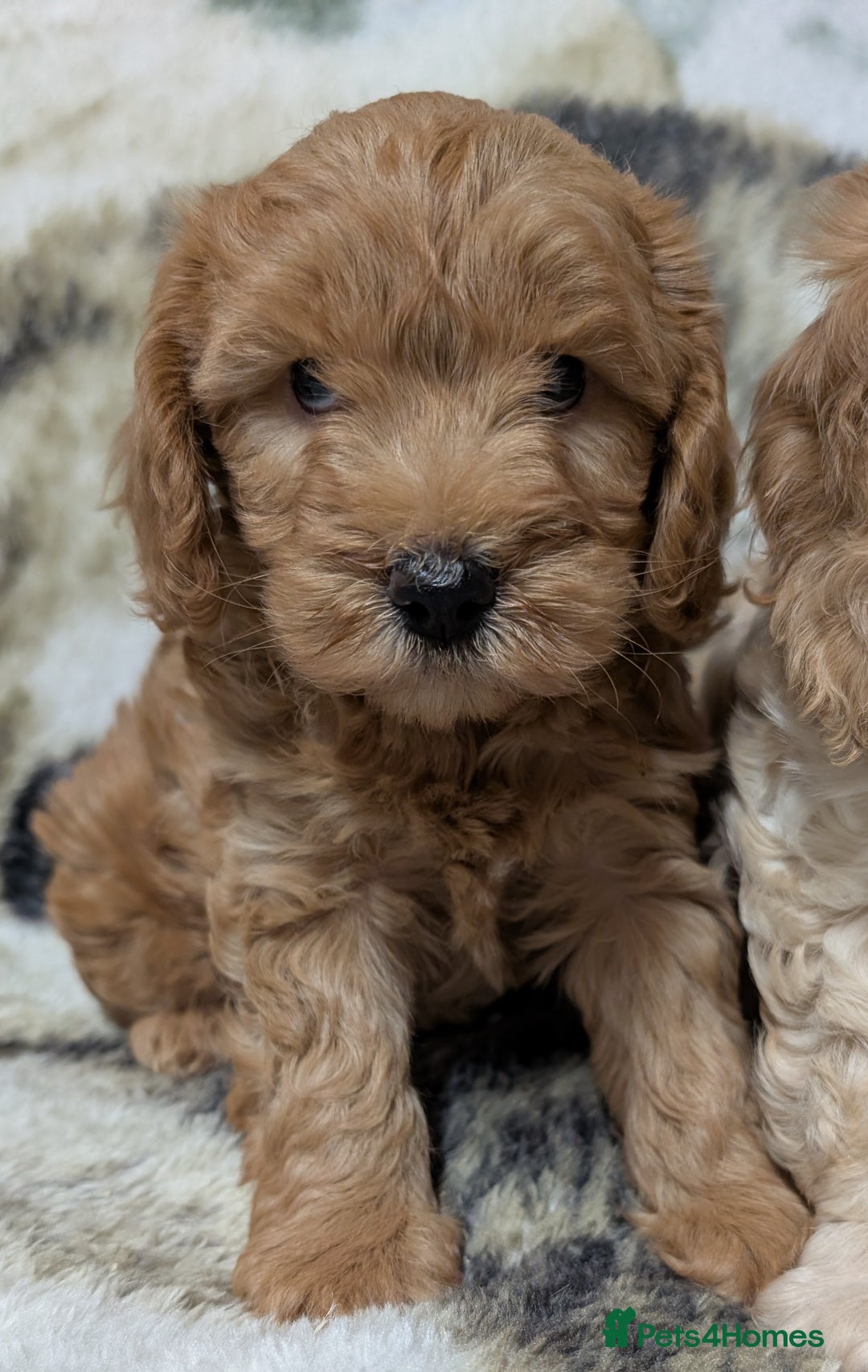 Cockapoo dogs for sale: Beautiful F1 Cockapoo puppies DNA clear - Image 8