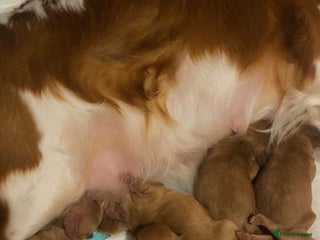 Cavapoo dogs Toy Cavapoo Health check parent - Advert 1