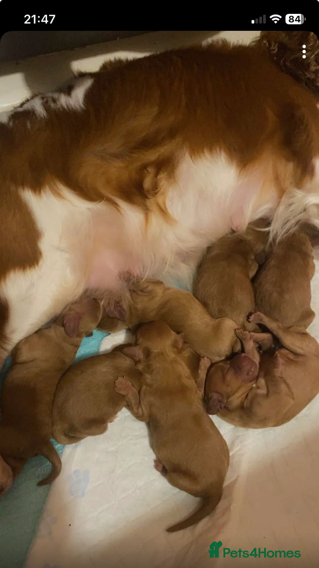 Cavapoo dogs for sale: Toy Cavapoo Health testing parent  - Advert 8