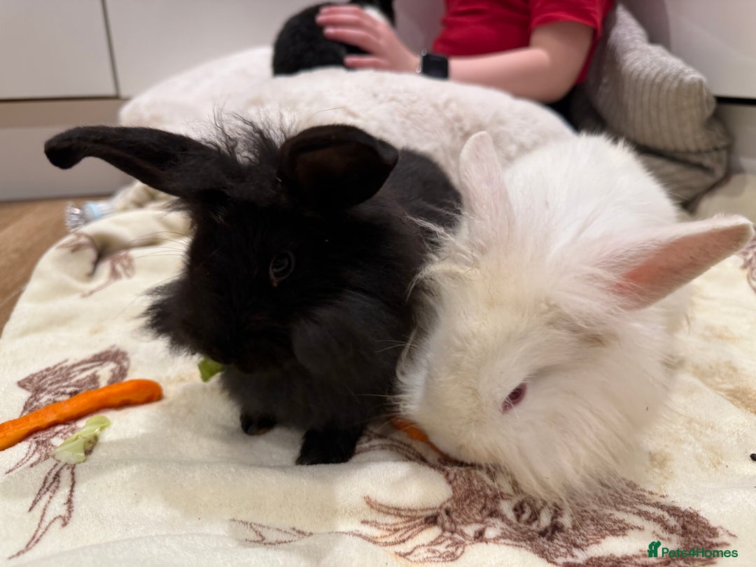 Mixed Breed rabbits for sale: Black girl rabbit- 12 weeks old  - Advert 4