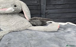 Continental Giant rabbits for sale: Giant french lops - Image 3