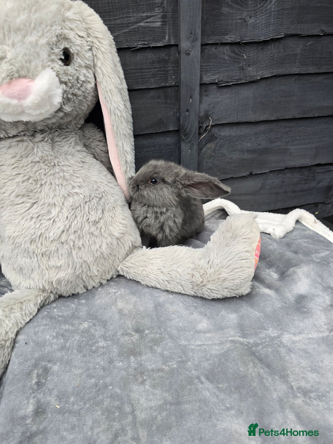 Continental Giant rabbits for sale: Giant french lops - Image 3