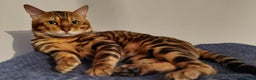 Bengal cats for stud: Impressive Stud Bengal TICA WCF reg in Harlow - Advert 10