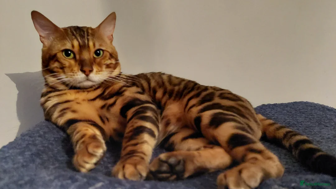 Bengal cats for stud: Impressive Stud Bengal TICA WCF reg in Harlow - Advert 10