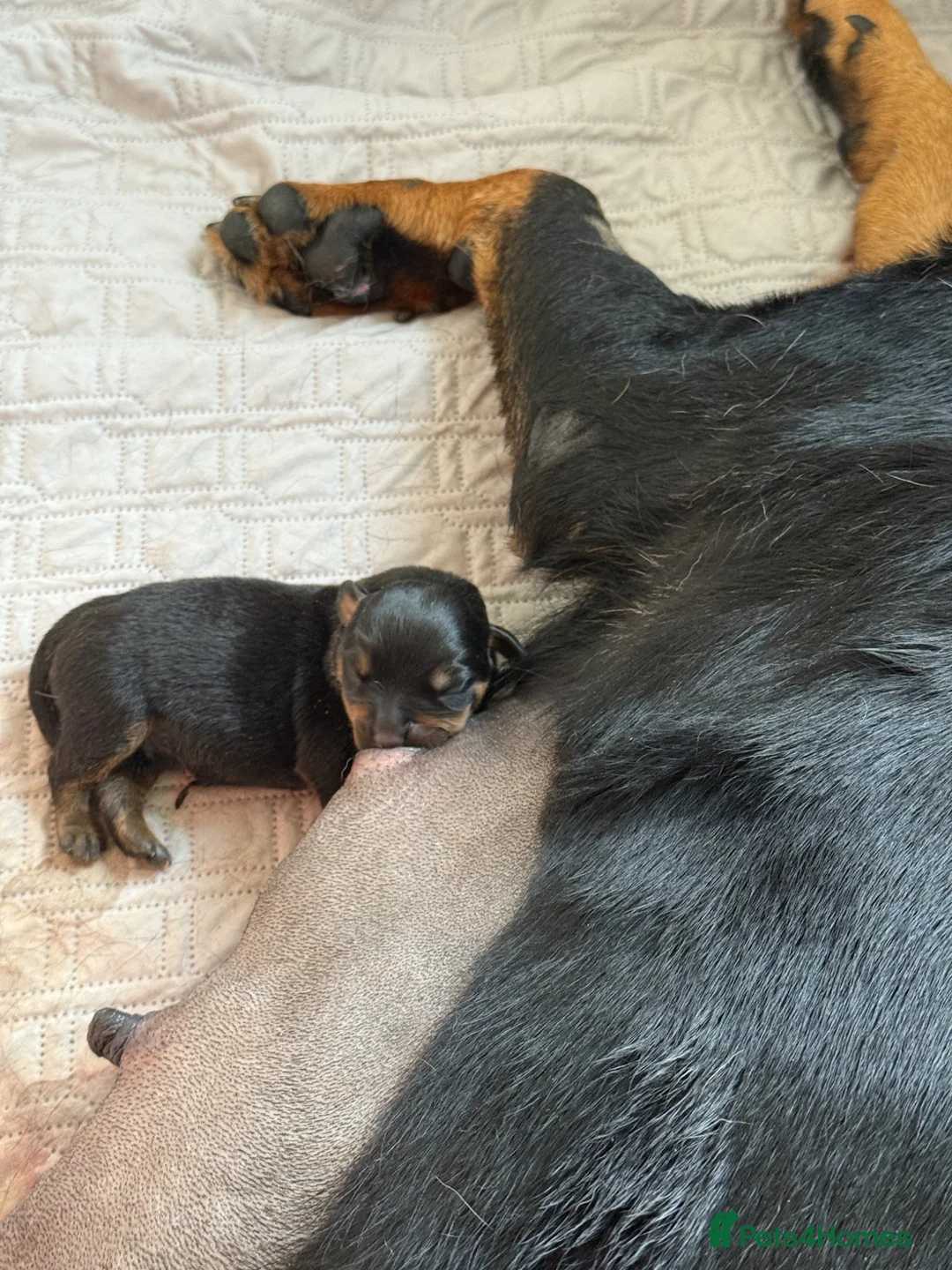 Rottweiler dogs for sale: Stunning chunky Rottweiler puppies - 6 boys  - Advert 33