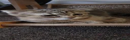 Scottish Fold cats for sale: Scottish fold pure breed kitten Tabby gold boy  - Advert 3