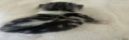 Mixed Breed cats for sale: 6x Scottish Fold/Main Coon/Bengal Kittens  - Advert 10