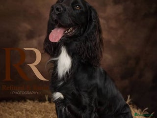 Cocker Spaniel dogs Working cocker spaniel 4yrs old - Advert 1