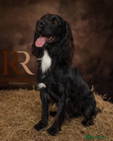 Cocker Spaniel dogs Working cocker spaniel 4yrs old - Advert 1