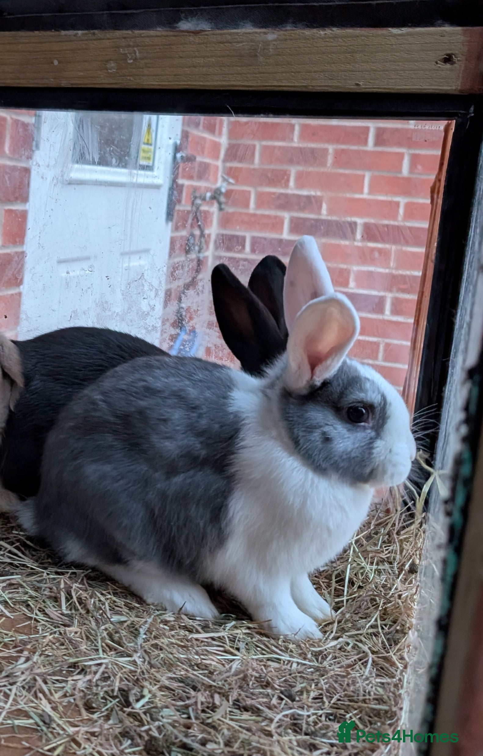 Mixed Breed rabbits Mixed breed rabbits  - Advert 18