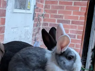 Mixed Breed rabbits Mixed breed rabbits - Advert 18