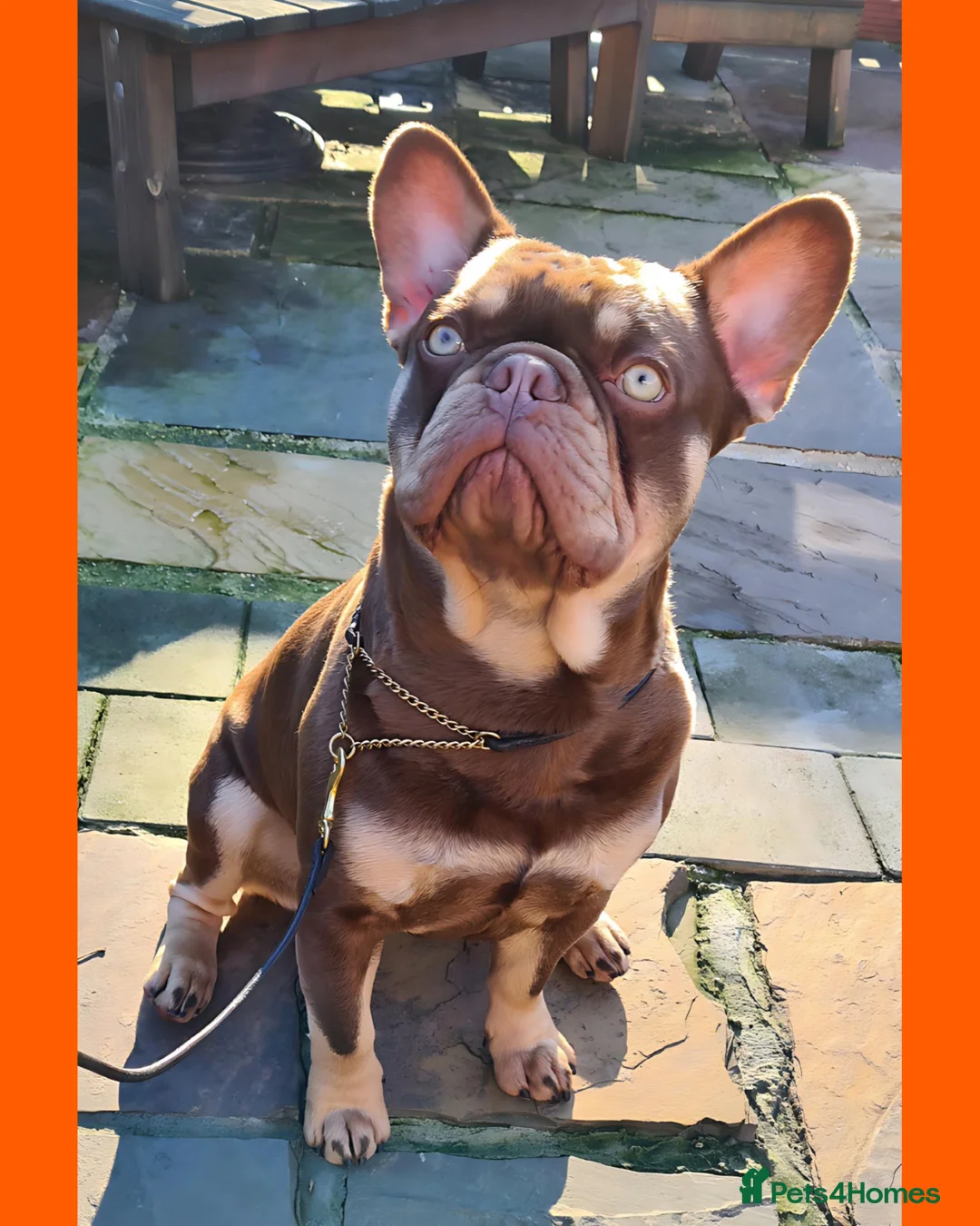French Bulldog dogs for stud: 🐾⭐️New Shade Rojo tan RFG 0, 6 panel clear⭐️🐾 in Birmingham - Advert 6