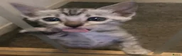 Bengal cats for sale: Meet Aspen A Icy-Silver Bengal GCCF registered✨ - Advert 18