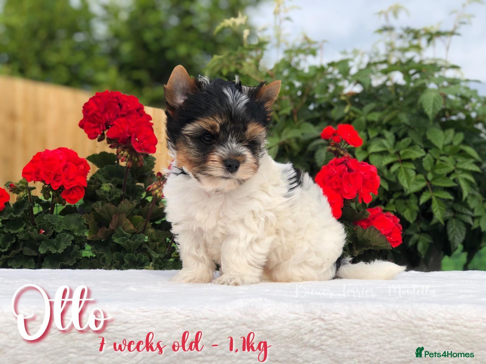 Biewer Terrier dogs for sale: One boy left Biewer Terriers! - Advert 1