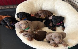 Miniature Dachshund dogs for sale: KC mini dachshund Black n Tan girl ready to home  - Image 3