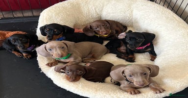 Miniature Dachshund dogs - Advert 1