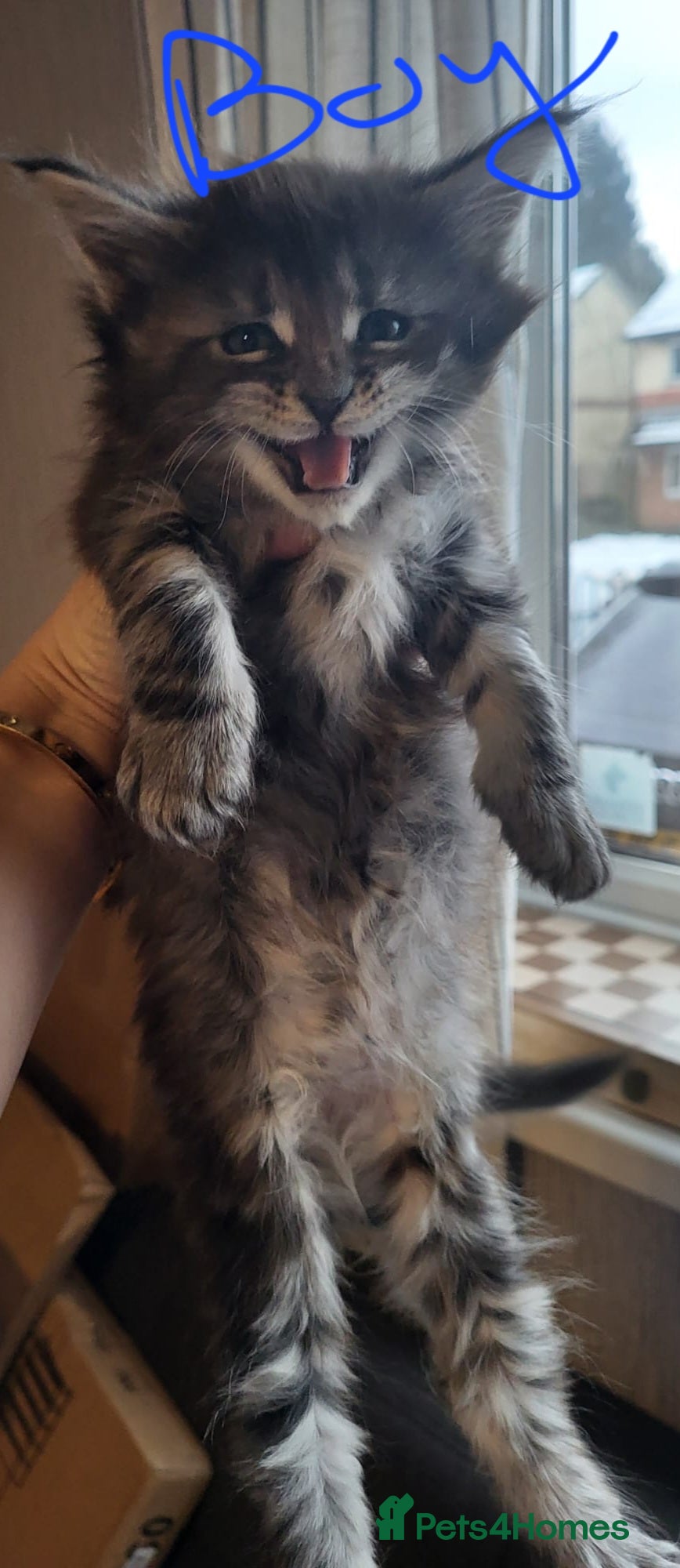 Maine Coon cats Beautiful Maine coon kittens - Advert 17