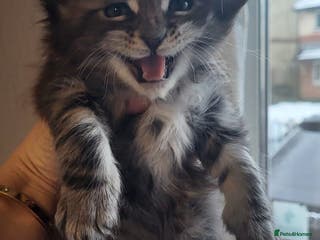 Maine Coon cats Beautiful Maine coon kittens - Advert 17