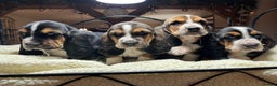 Basset Hound dogs for sale: Basset Hound puppies for sale - Advert 6