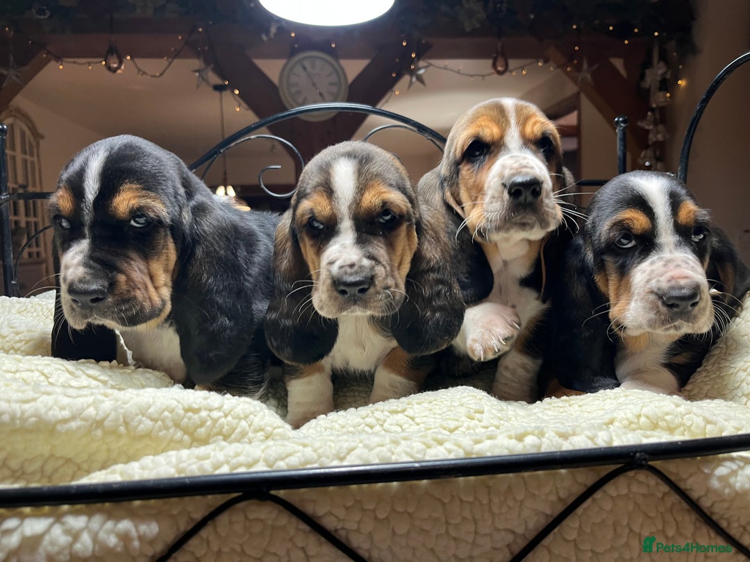 Basset Hound dogs for sale: Basset Hound puppies for sale - Advert 6