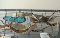 Rat rodents for sale: 4 Male Rats with cages  - Image 6