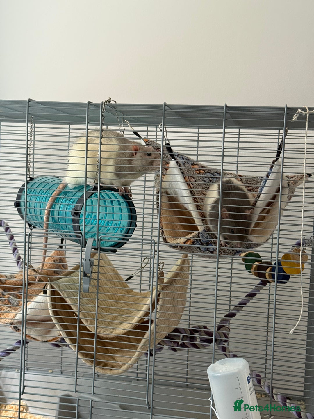 Rat rodents for sale: 4 Male Rats with cages  - Image 6