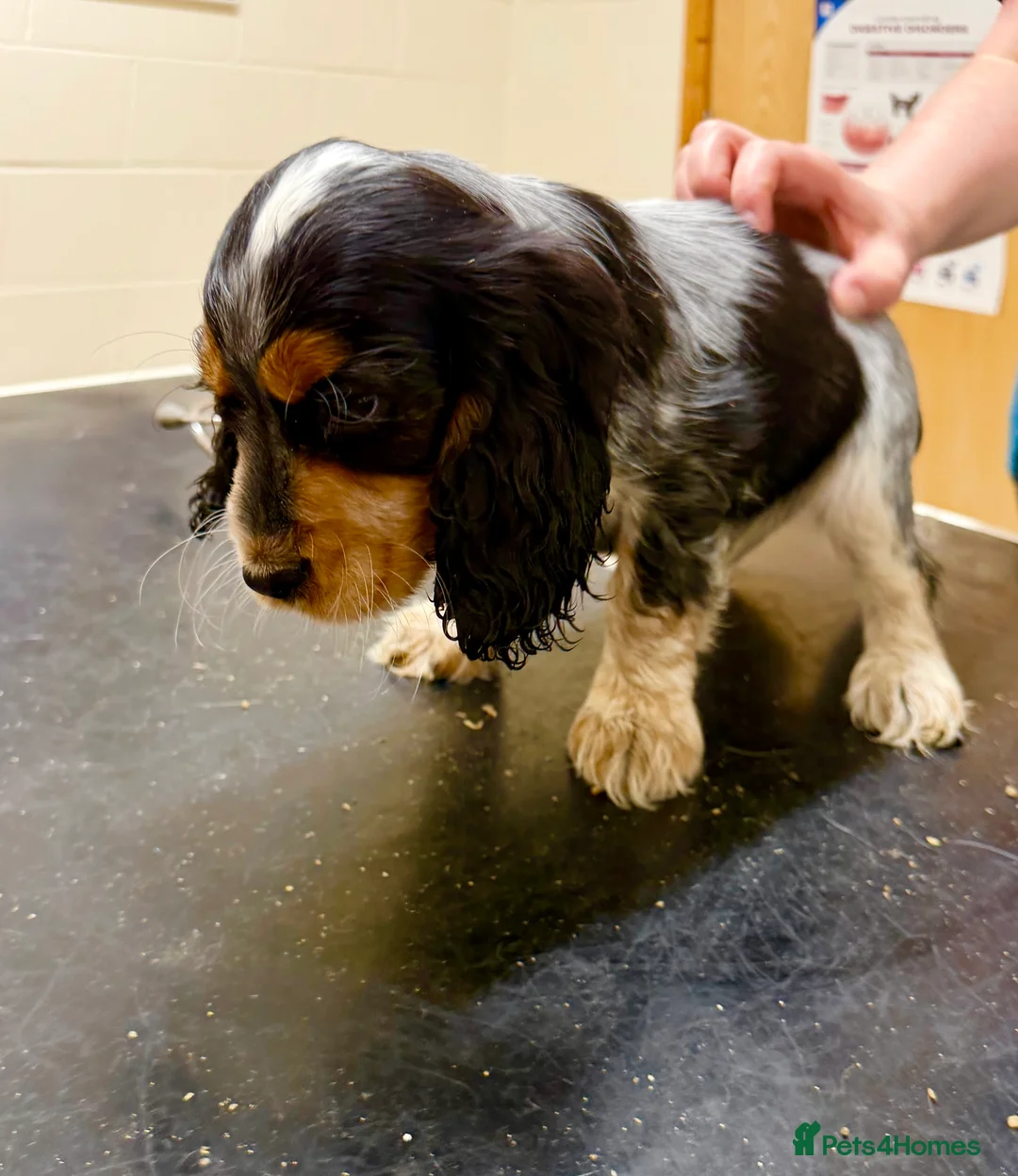Cocker Spaniel dogs for sale: Stunning ideal family pups  - Advert 30