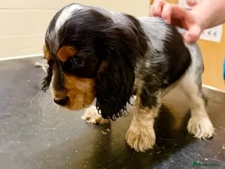 Cocker Spaniel dogs Stunning ideal family pups - Advert 1