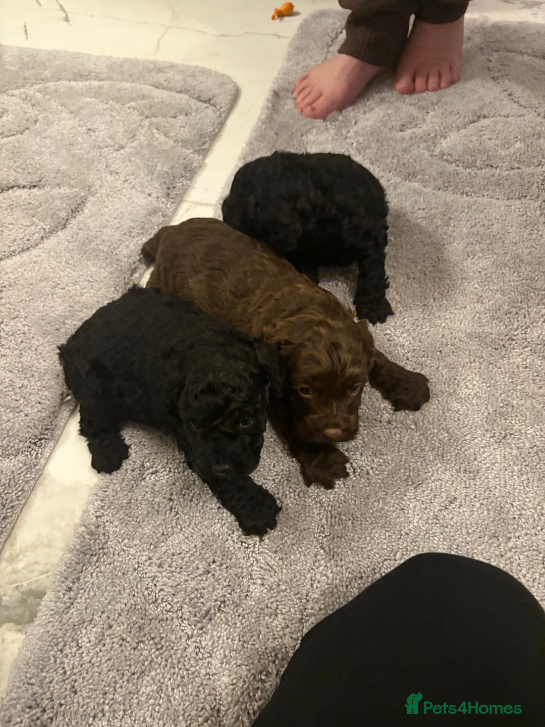 Cockapoo dogs for sale: Beautiful cockapoo puppies for sale - Advert 1