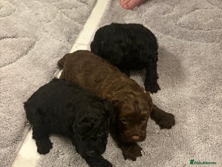 Cockapoo dogs Beautiful cockapoo puppies for sale - Advert 17