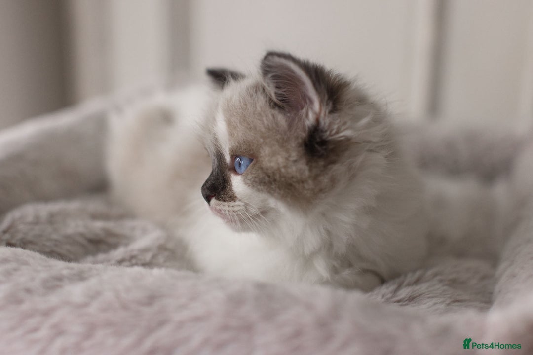 Ragdoll cats for sale: Bicolour and Lynx Ragdoll kittens - Advert 23