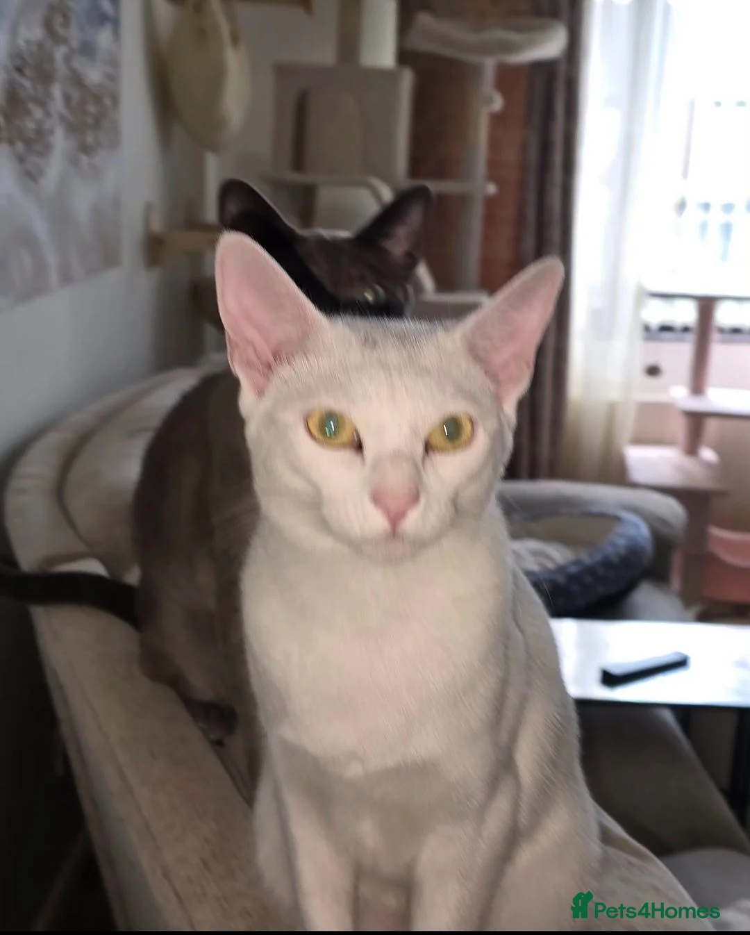 Siamese cats for sale: Siamese/Russian Blue very sweet littl girl in Newtownabbey - Advert 2