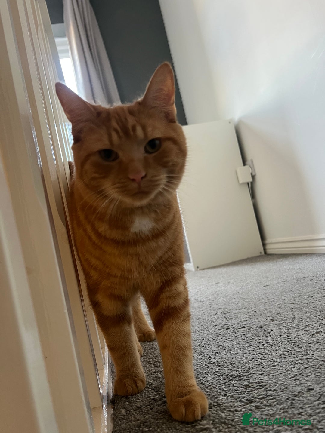 Mixed Breed cats for sale:  **   - Advert 2