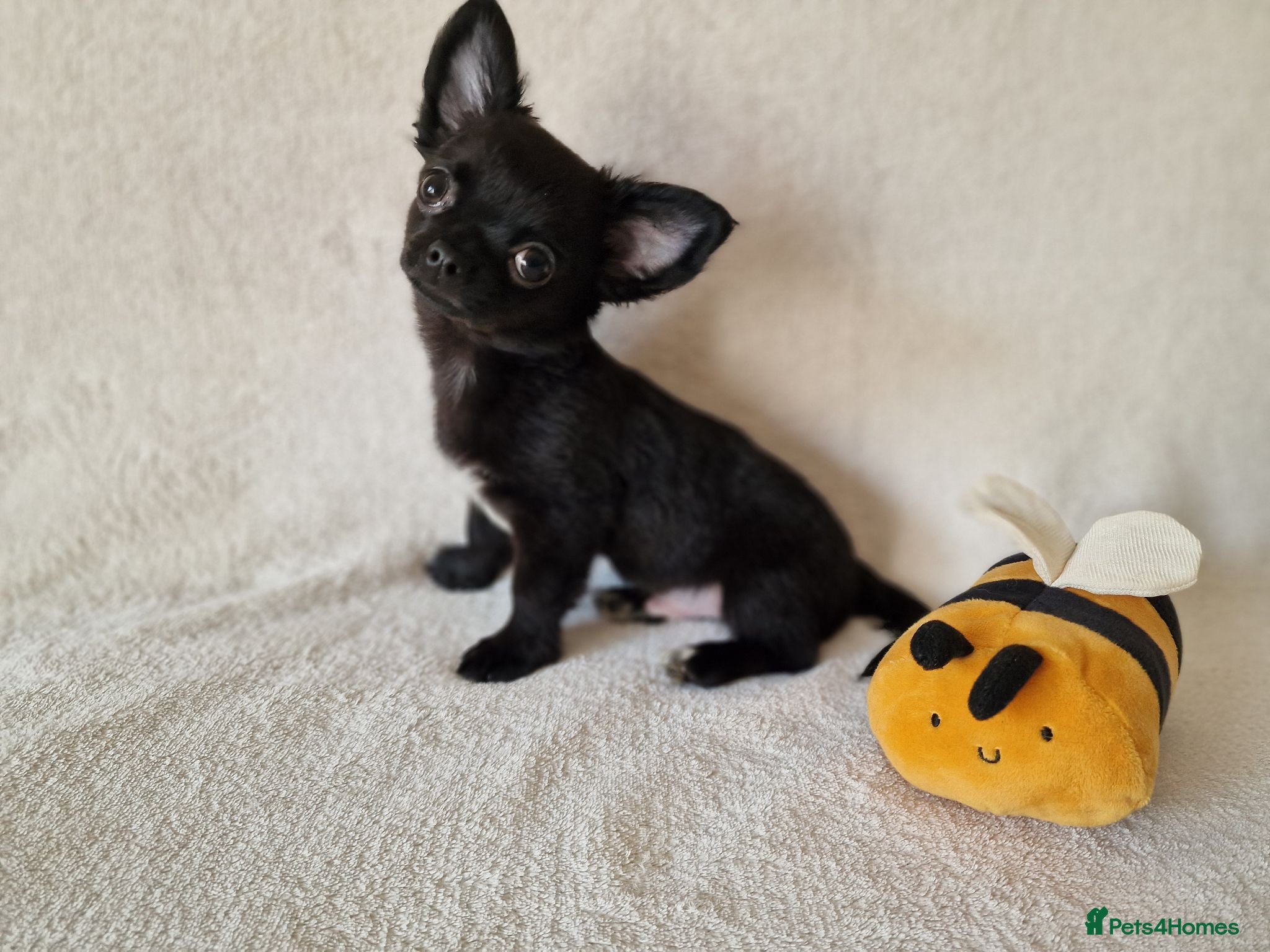Chihuahua dogs ONLY 2 LEFT! Stunning Chihuahua Puppies READY NOW - Advert 5