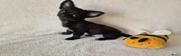 Chihuahua dogs for sale: REDUCED Chihuahua Puppies READY NOW - Advert 10