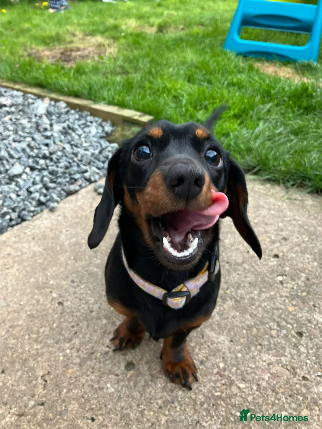 Miniature Dachshund dogs for sale: Peaches our lovely miniature Dachshund - Advert 1