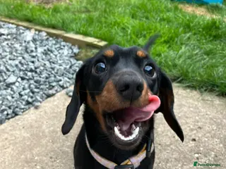 Miniature Dachshund dogs Peaches our lovely miniature Dachshund - Advert 1
